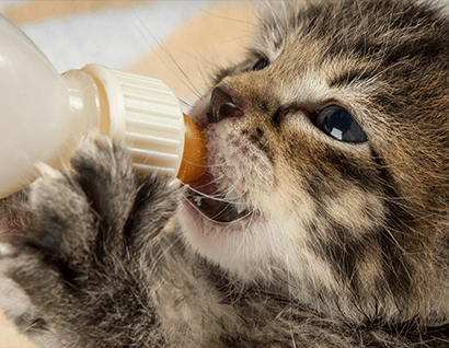 Kitten bottle feeding